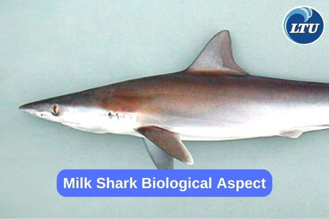 Milk Shark Biological Aspect